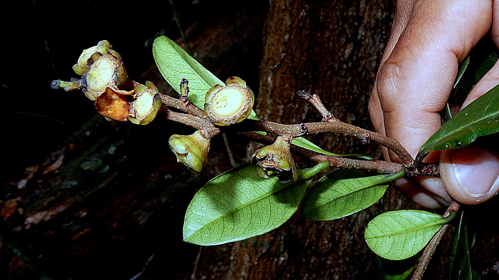 صورة Eschweilera alvimii S. A. Mori