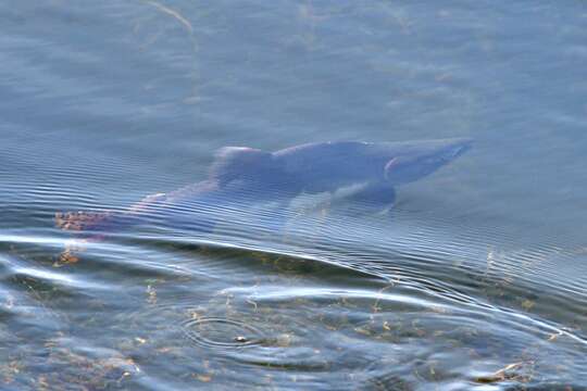 Image of Pink Salmon