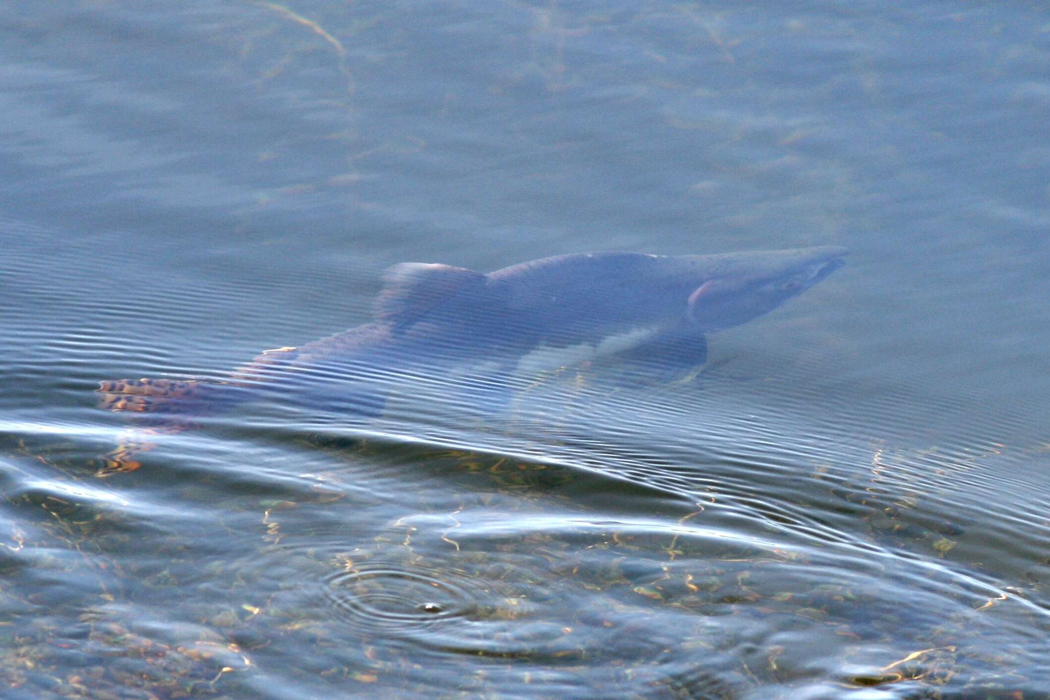 Image of Salmon