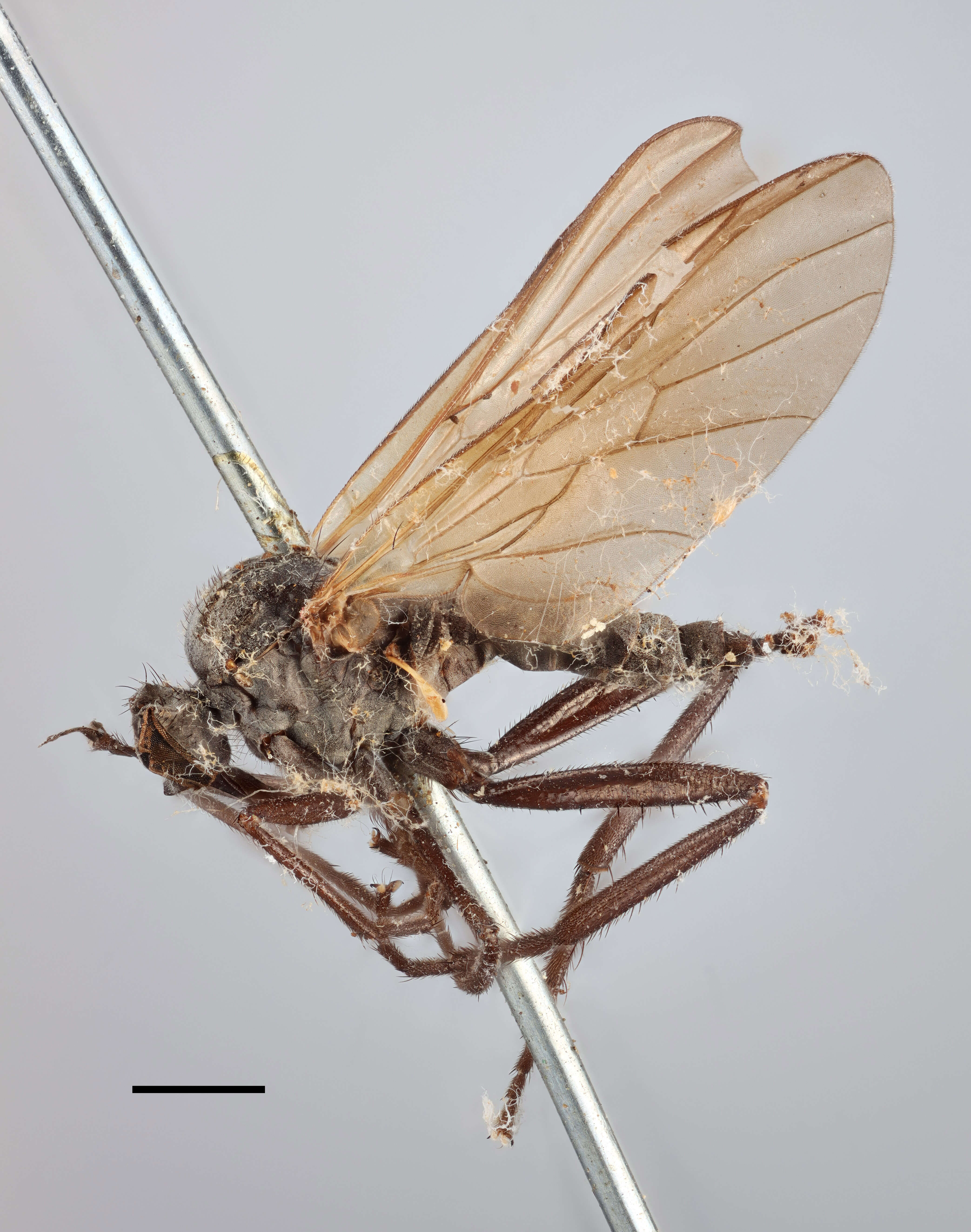 Image of Rhamphomyia trilineata Zetterstedt 1859