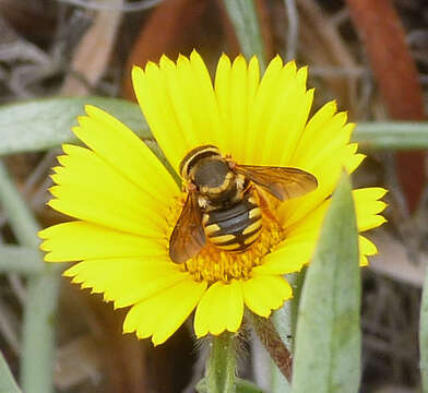 Image of Pseudoanthidium melanurum (Klug 1832)