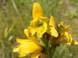 Image of Chloraea barbata Lindl.