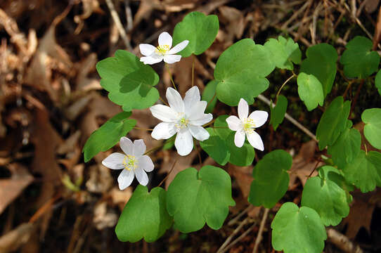 Image of Rue-Anemone