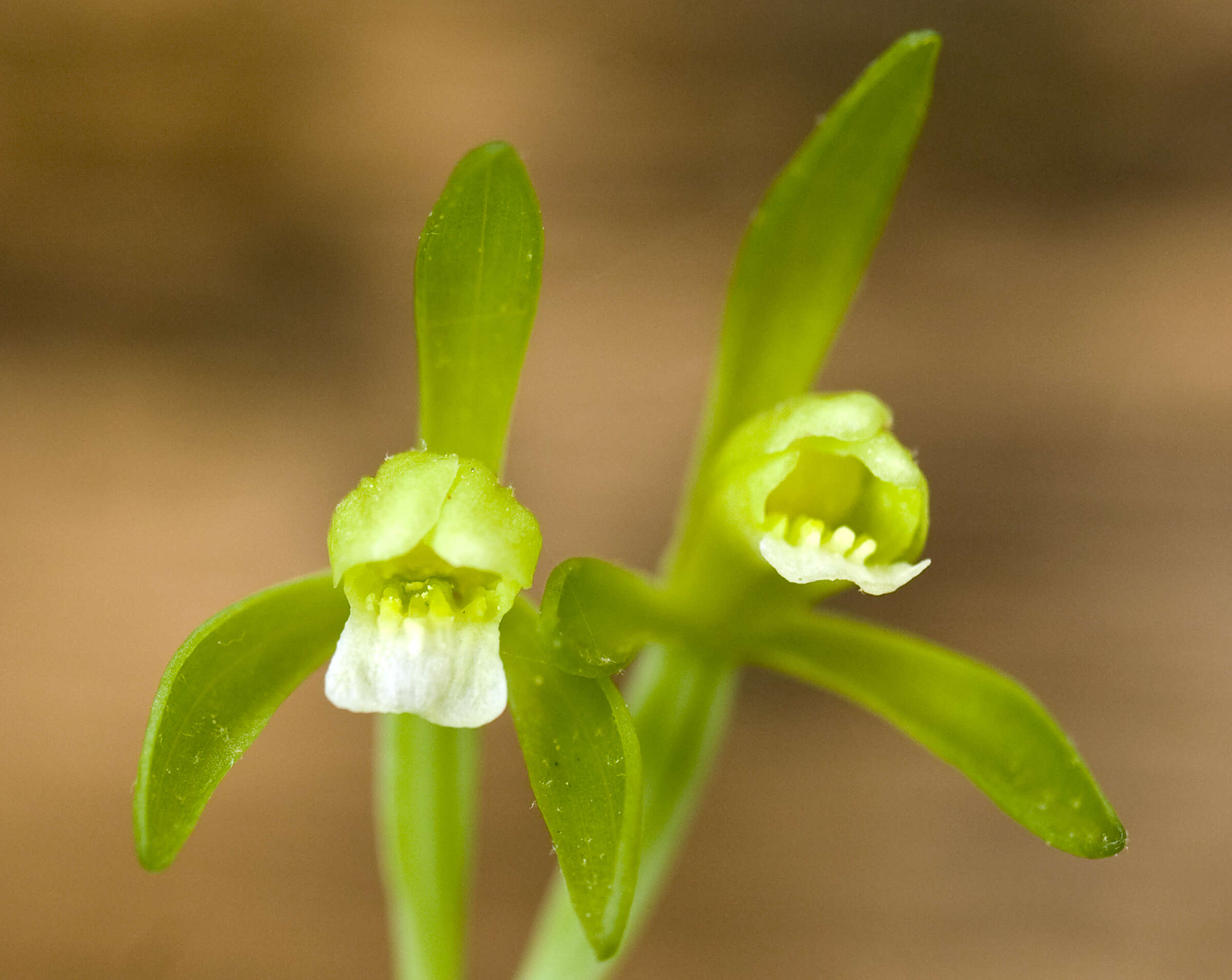 Image of Fiveleaf orchid