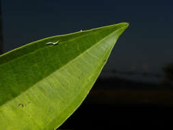 Image of Miconia poeppigii Triana