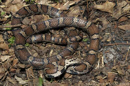 Image of milk snake