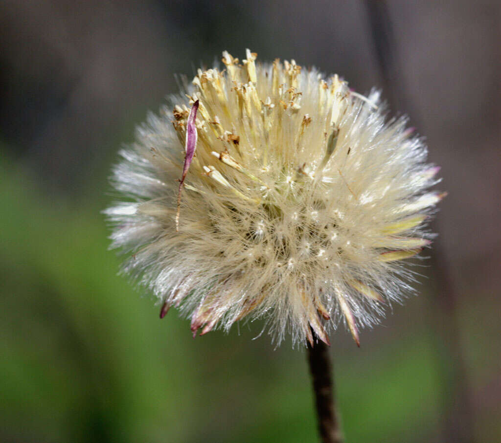 Image of woolly sunbonnets