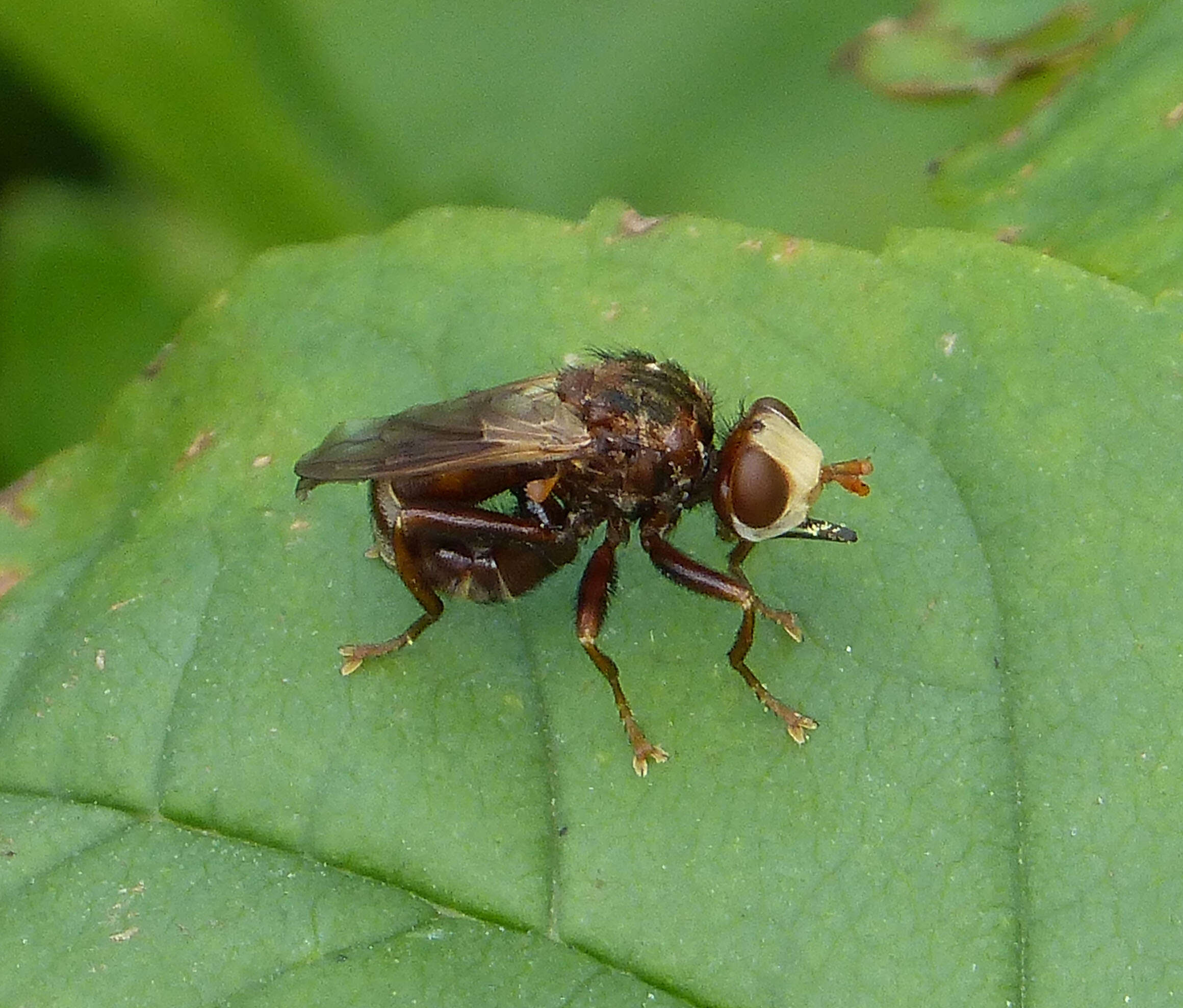 Image of Sicus ferrugineus (Linnaeus 1761)