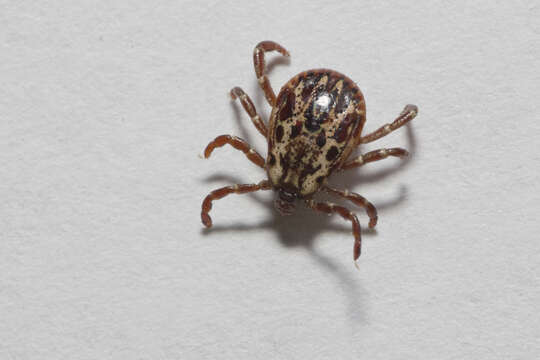 Image of American dog tick