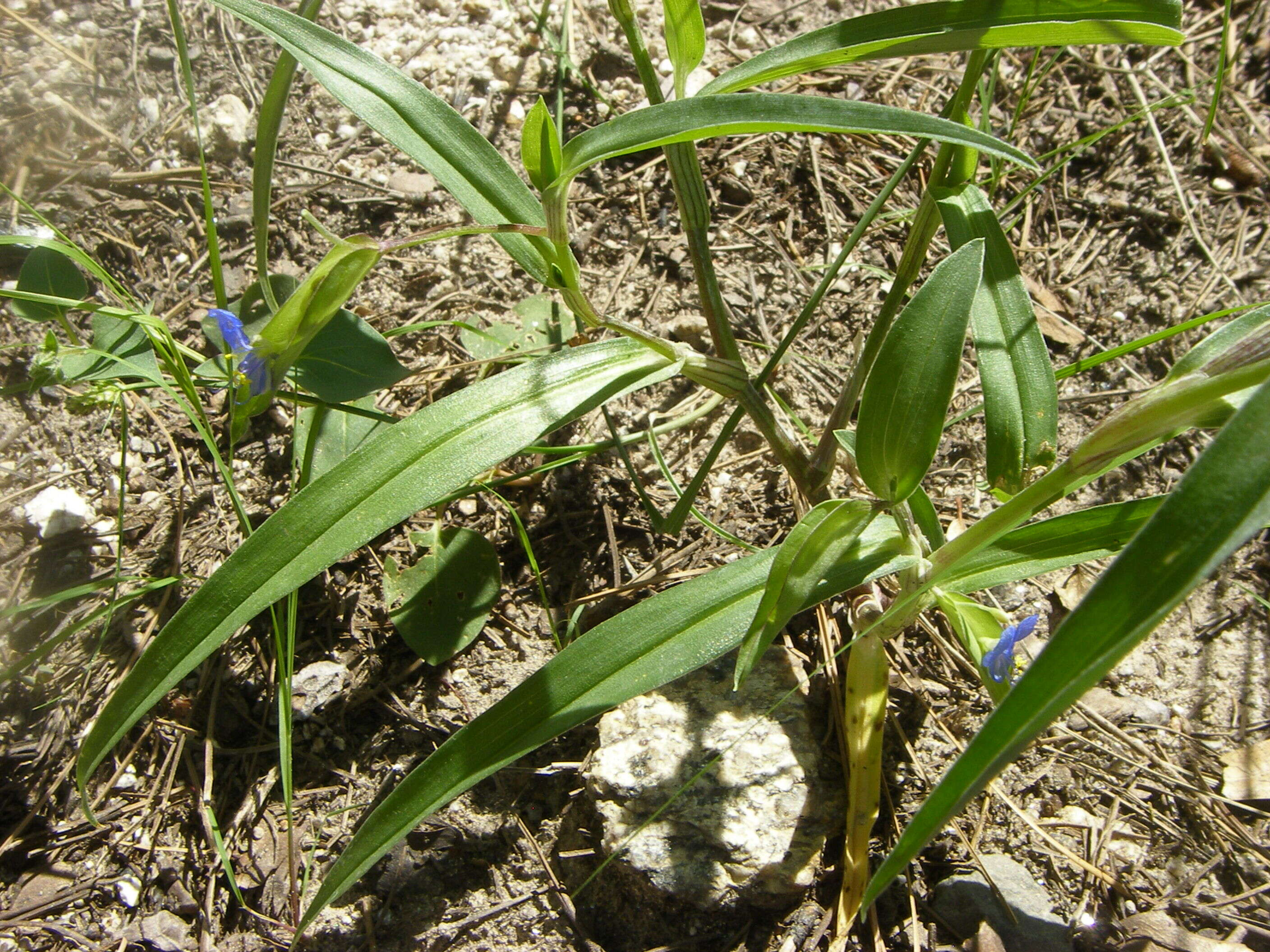 Image of dayflower