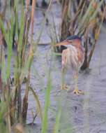 Image of Least Bittern