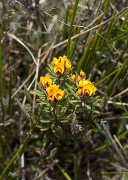 Слика од Almaleea subumbellata (Hook.) Crisp & P. H. Weston