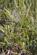 Image of Rosemary-leaved Willow