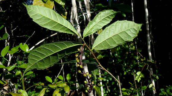 Image of Sorocea racemosa Gaud.