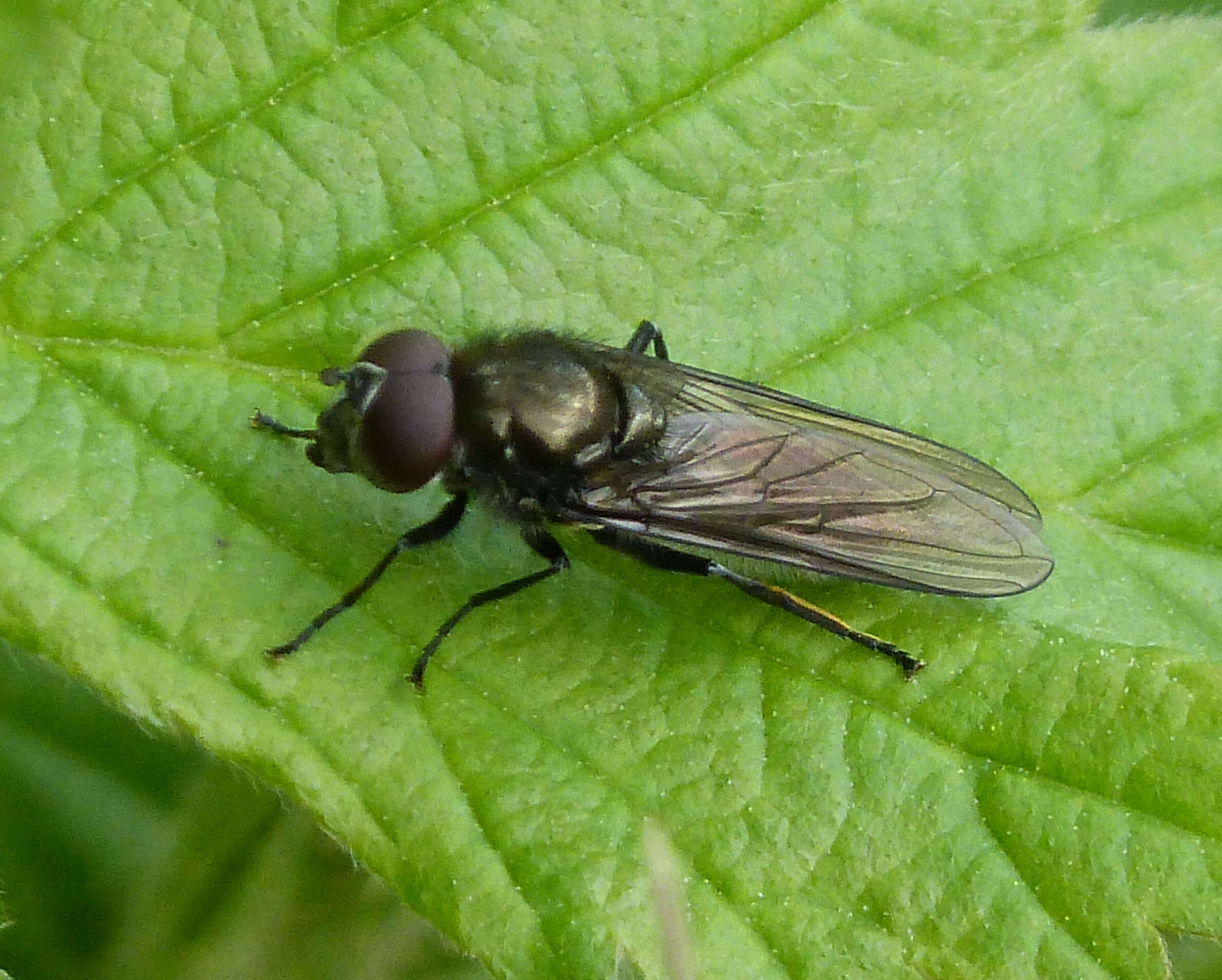 Image of hoverfly