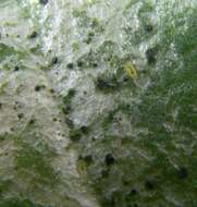 Image of common thrips