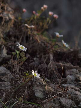 Image of Callianthemum