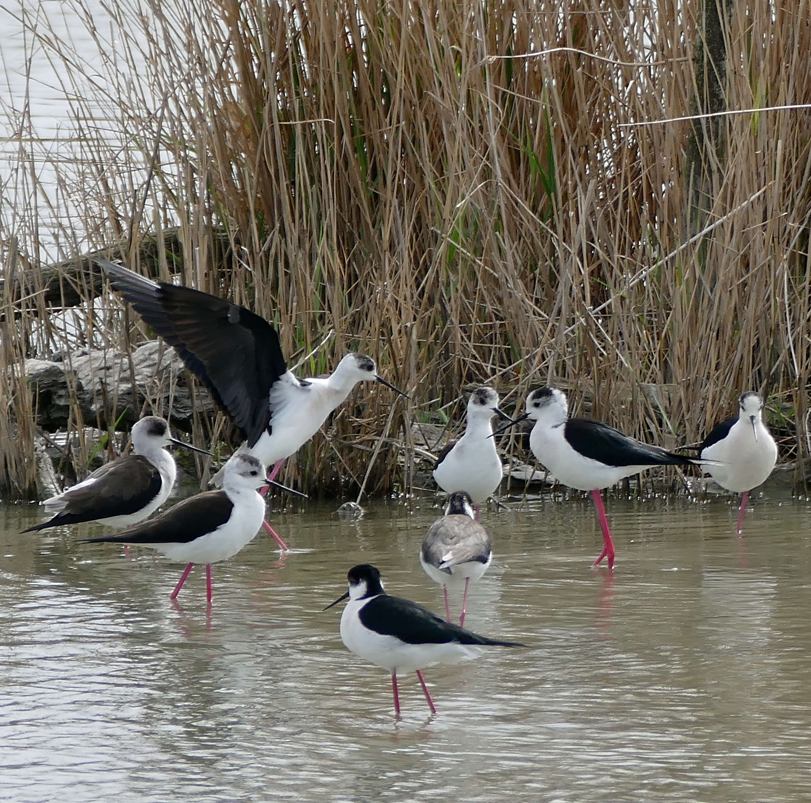 Image of Black-winged Stilt