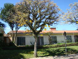 Image of Golden trumpet tree