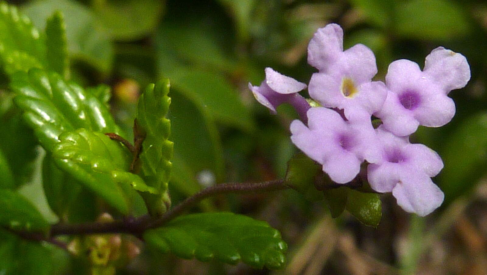 Image of Lantana salzmannii Schauer