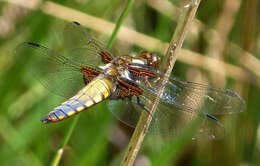 Image of Broad-bodied chaser