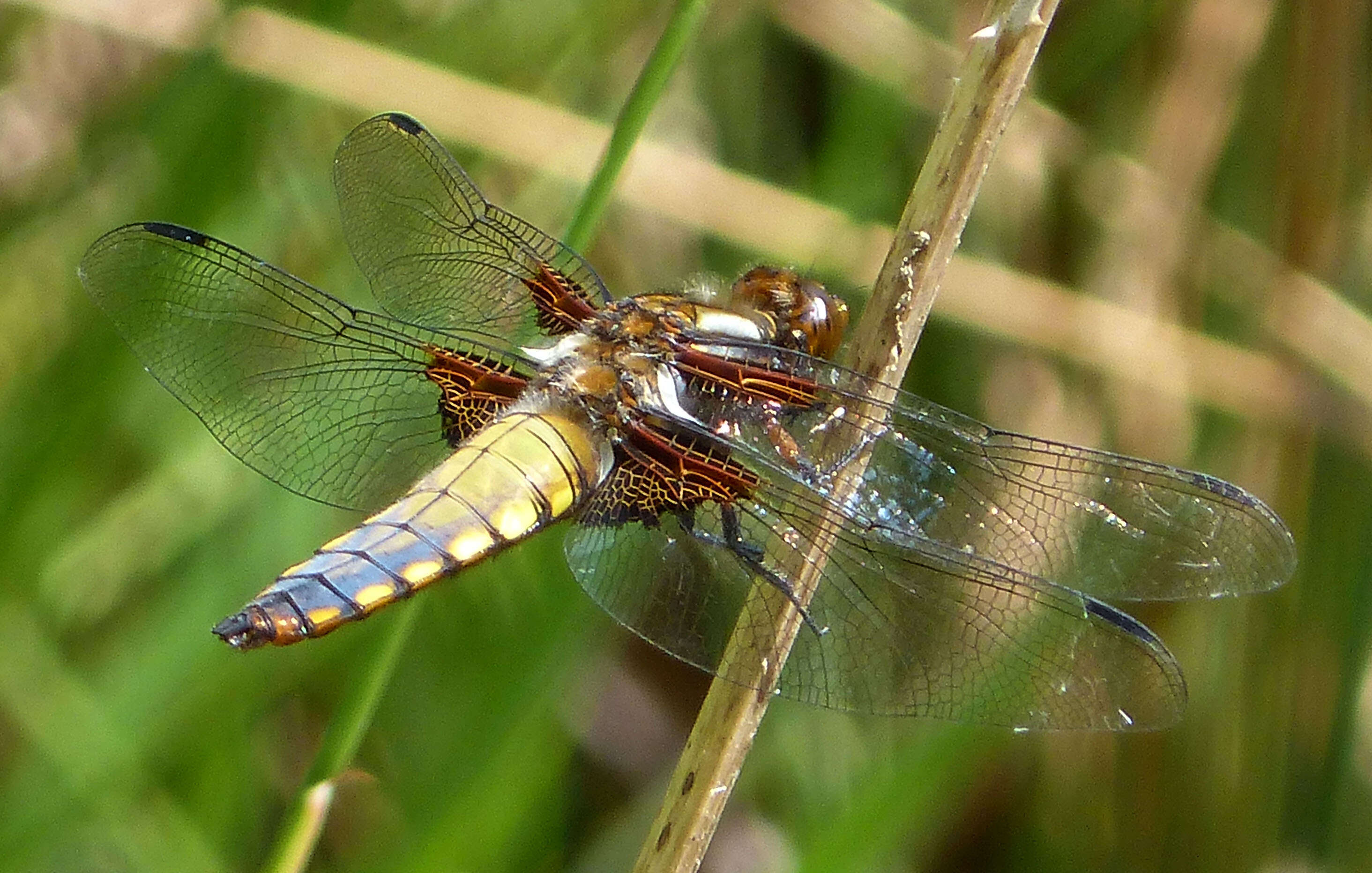 Image of Broad-bodied chaser