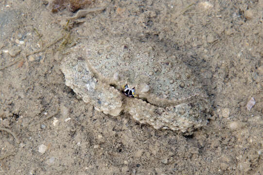 Image of Red rubble boxcrab