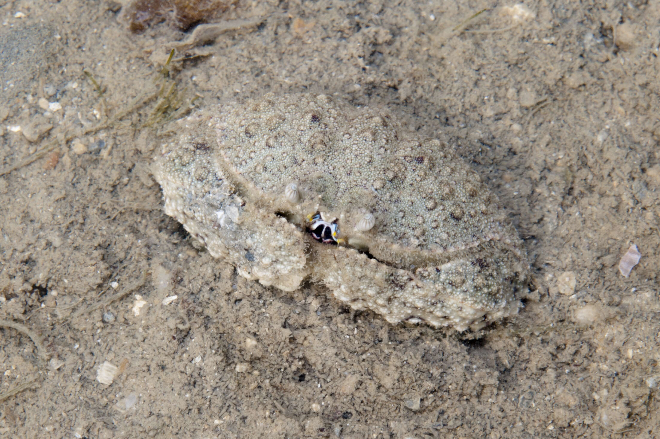 Image of smooth box crab