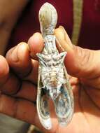 Image of Lantern Fly