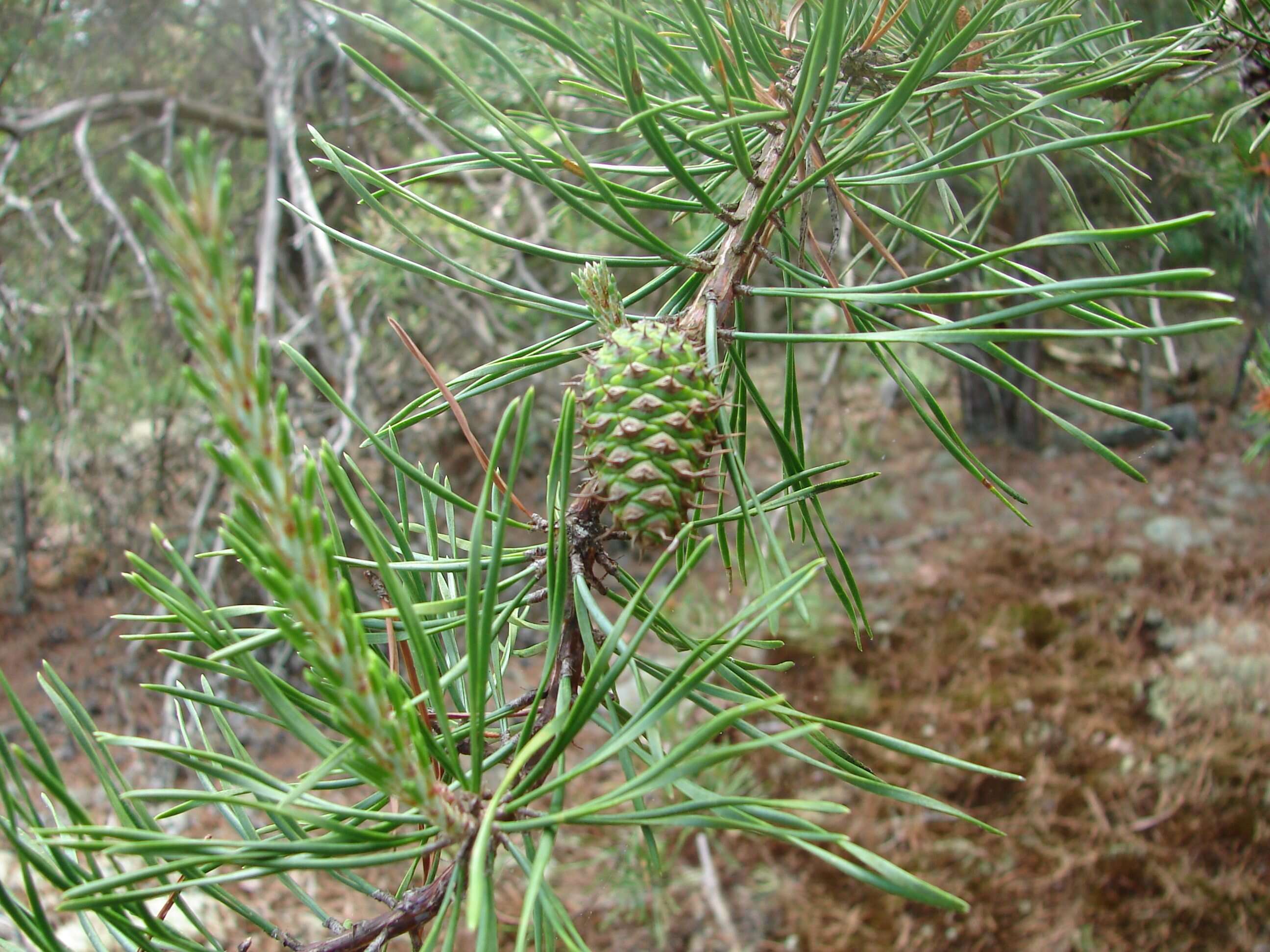 صورة Pinus virginiana Mill.