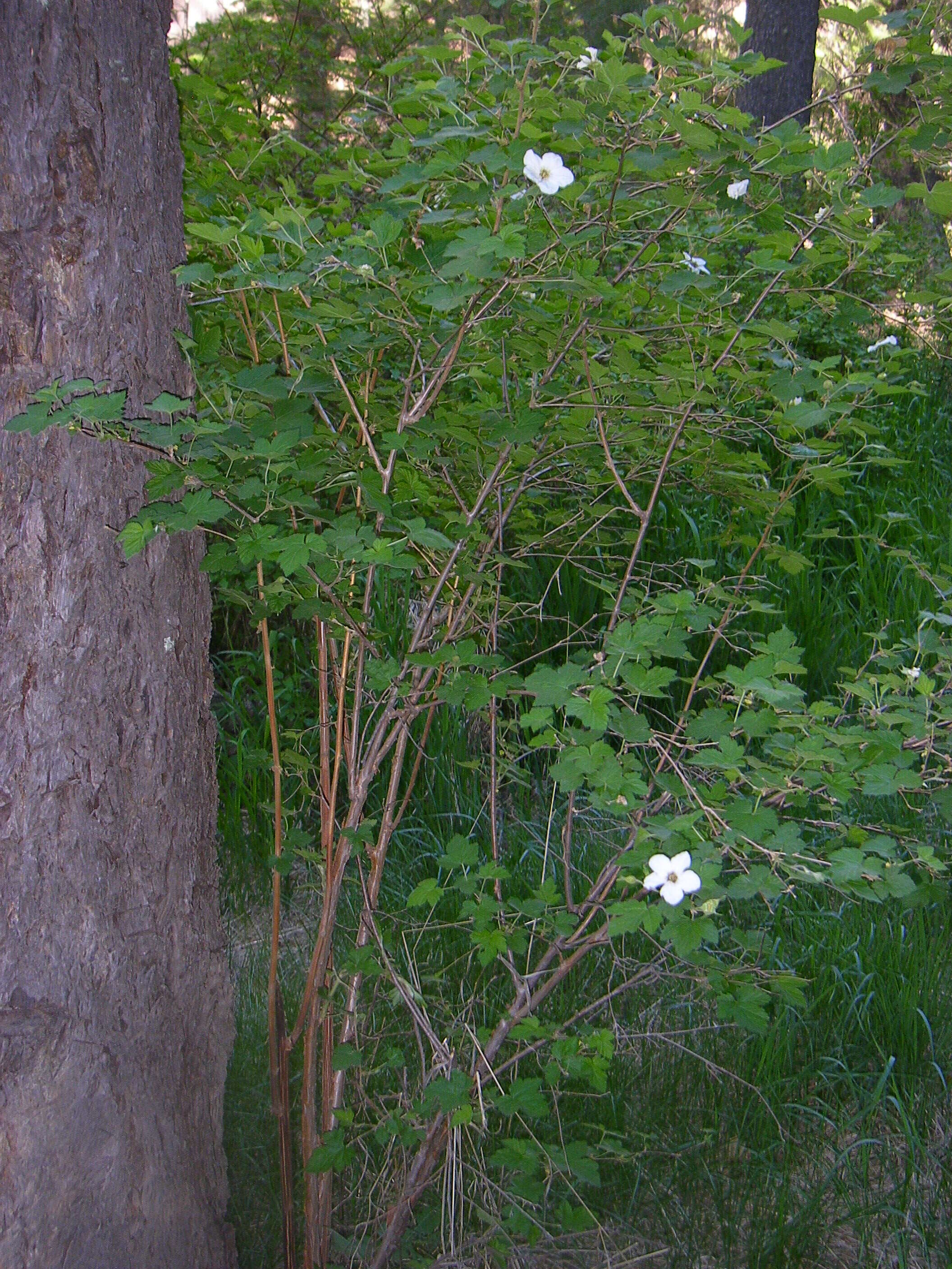 Image de Rubus neomexicanus A. Gray