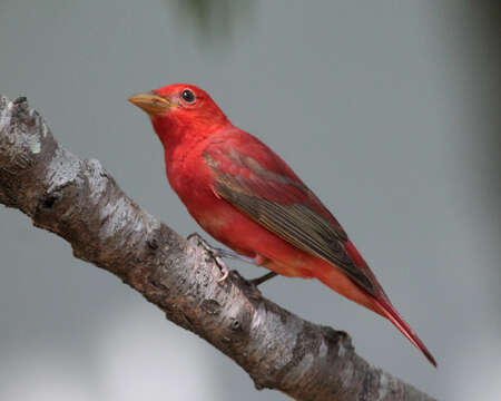 Imagem de Sanhaçu-vermelho