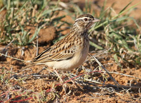 Image of Sabota Lark