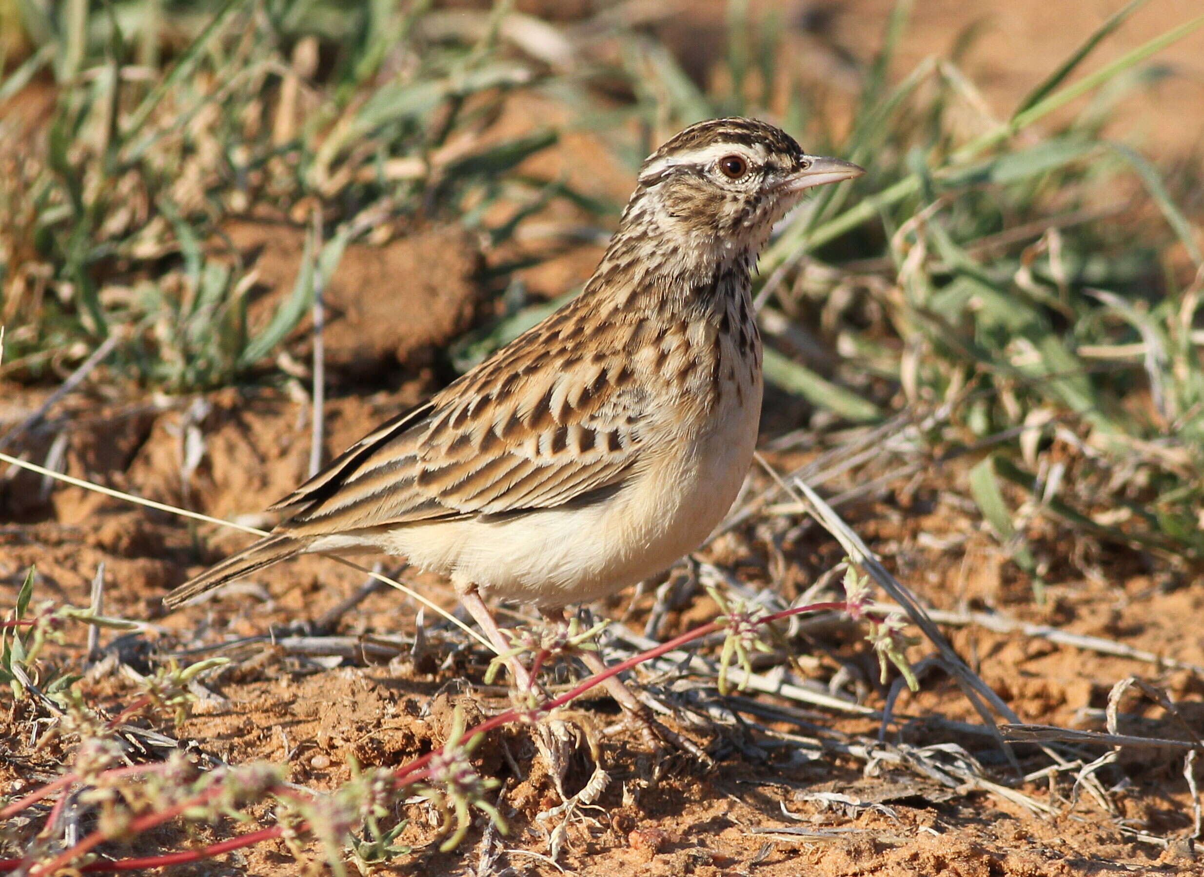 Image of Sabota Lark