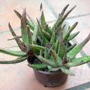 Aloe fragilis Lavranos & Röösli resmi