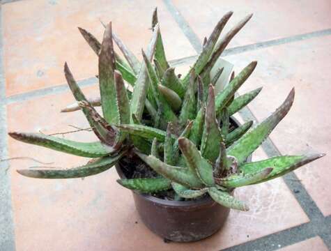 Image of Aloe fragilis Lavranos & Röösli