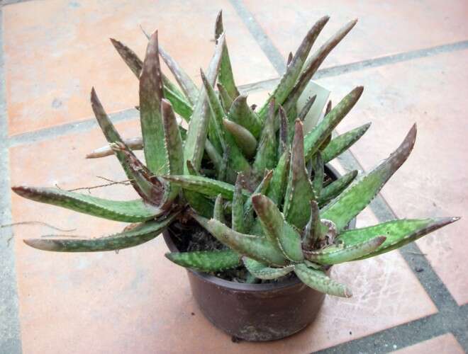 Imagem de Aloe fragilis Lavranos & Röösli