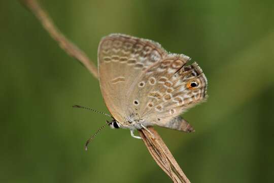 Image of Euchrysops malathana (Boisduval 1833)