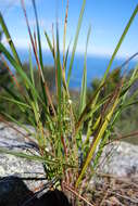 Image of Dianella brevicaulis (Ostenf.) G. W. Carr & P. F. Horsfall