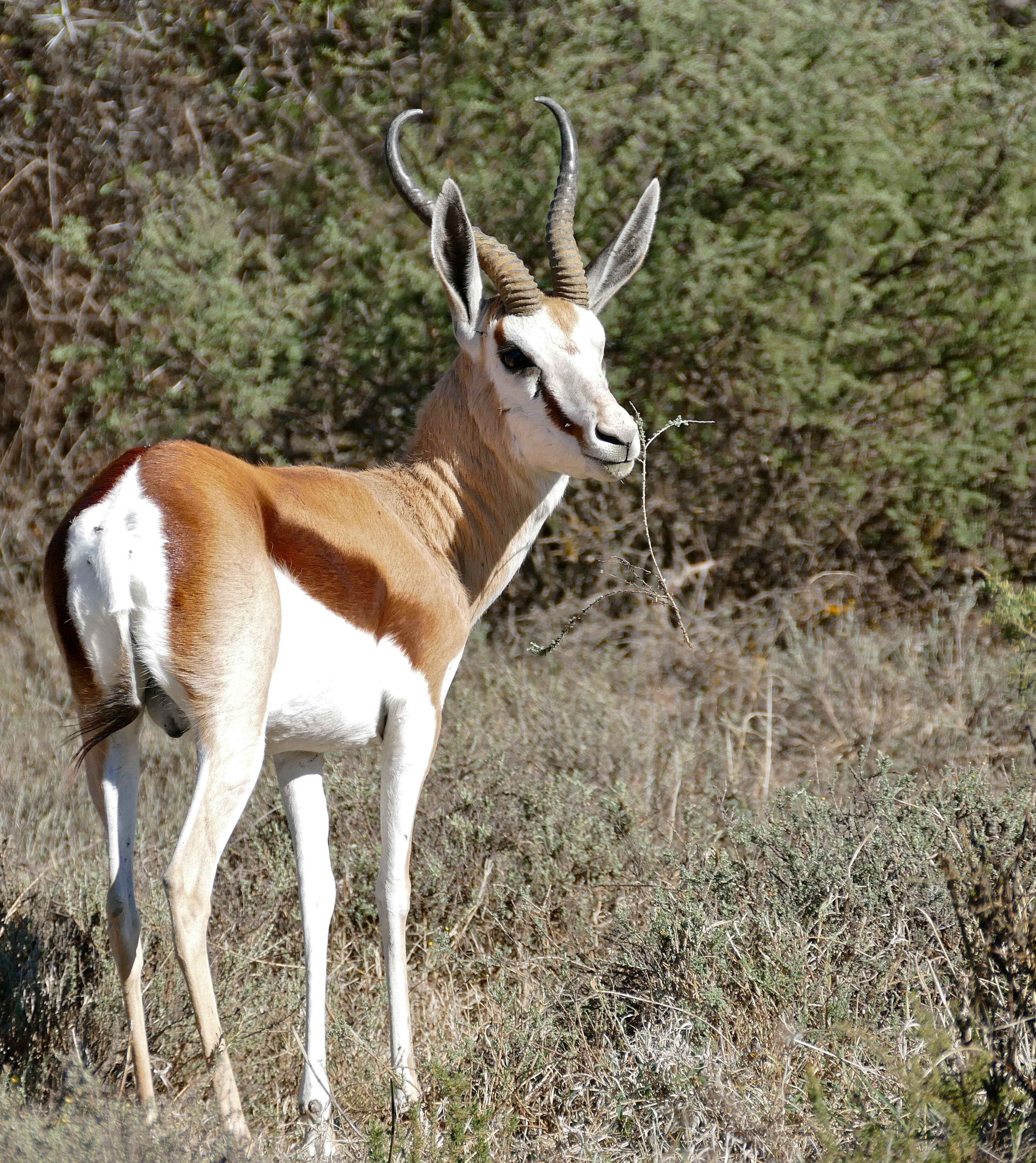 Image of Springbok