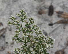 Слика од Paronychia erecta (Chapm.) Shinners