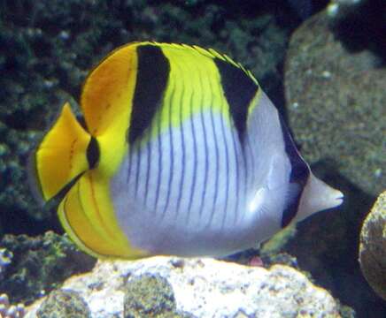 Image of Blackwedged Butterflyfish