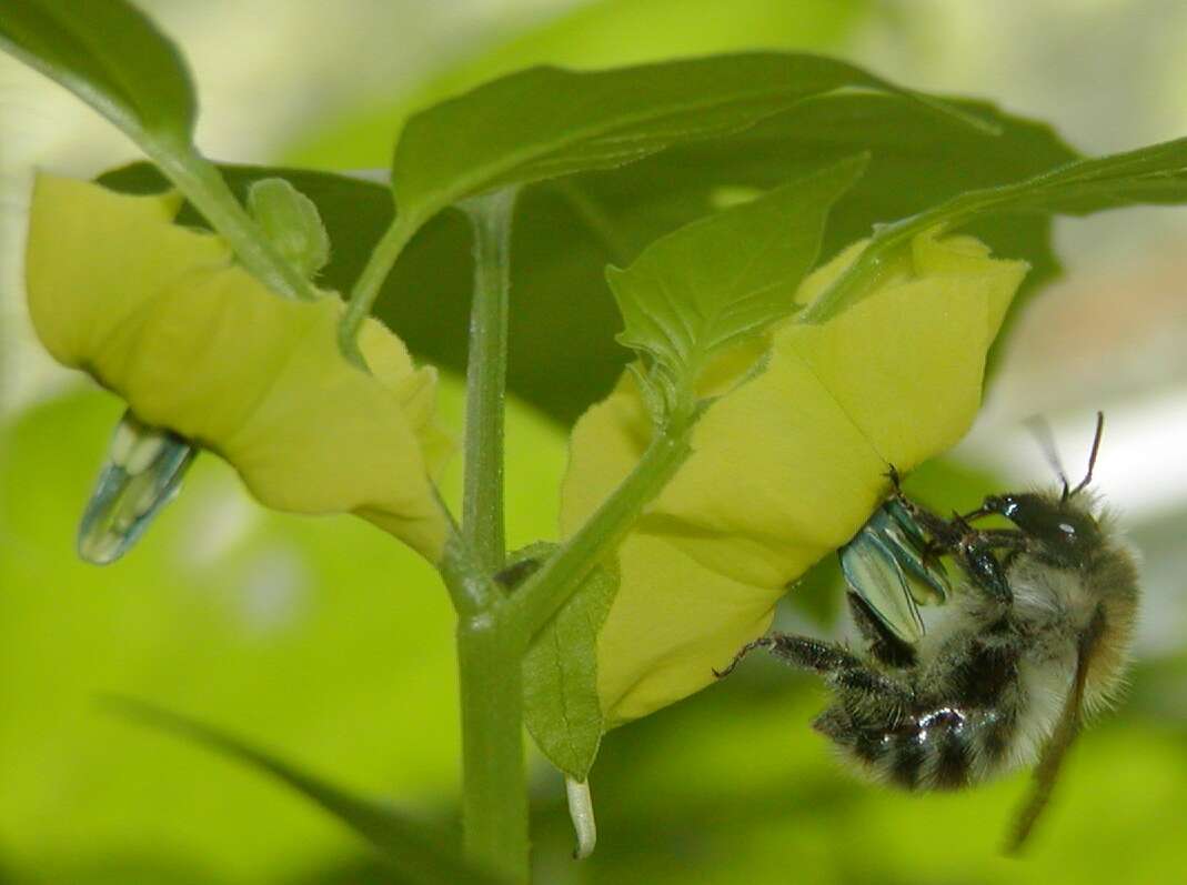 Physalis philadelphica Lam. resmi