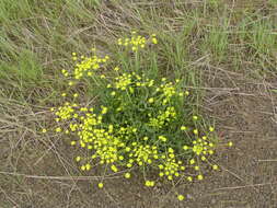 Image of leafy wildparsley