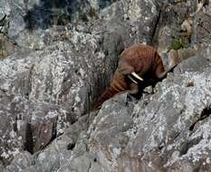 Image of walruses