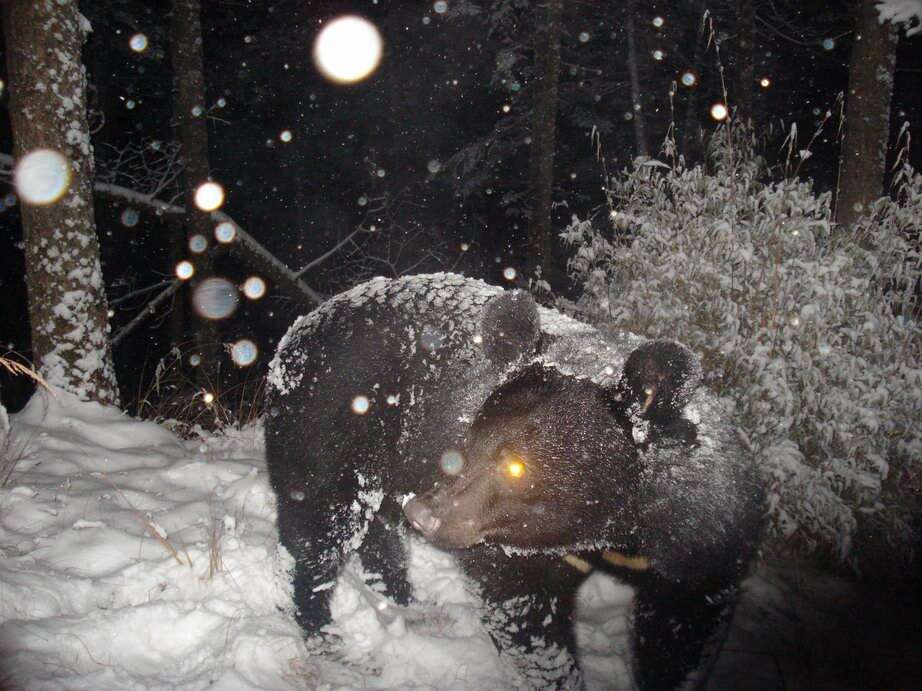 Image of Asiatic black bear