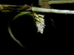 Image of Bentspur orchids