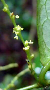 Image of Gymnanthes glabrata (Mart.) Govaerts