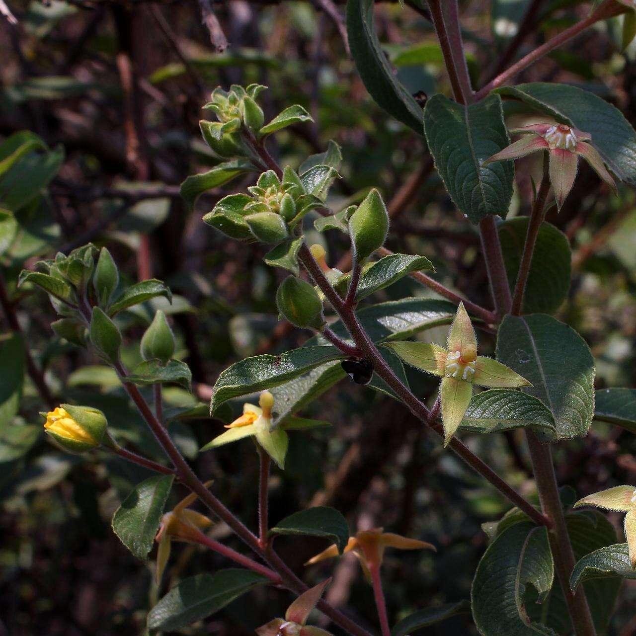 Image of Ludwigia tomentosa (Cambess.) Hara