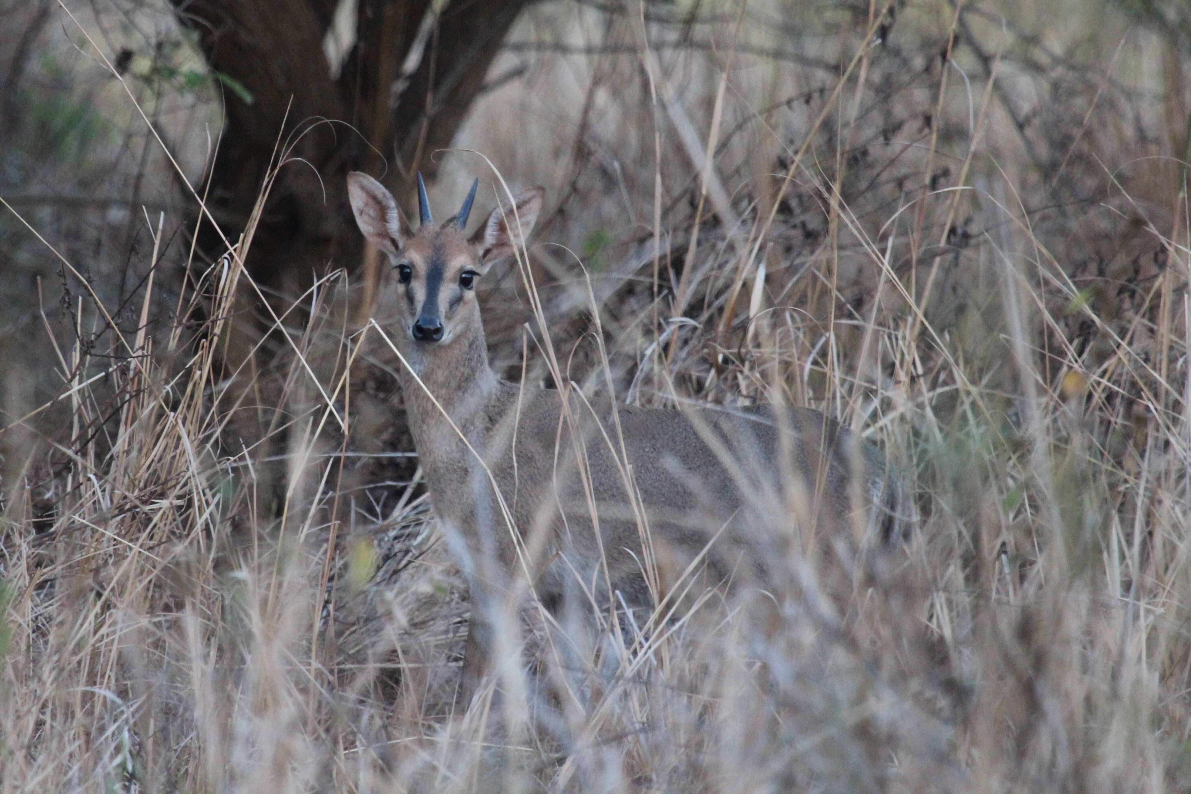 Image of Common Duiker